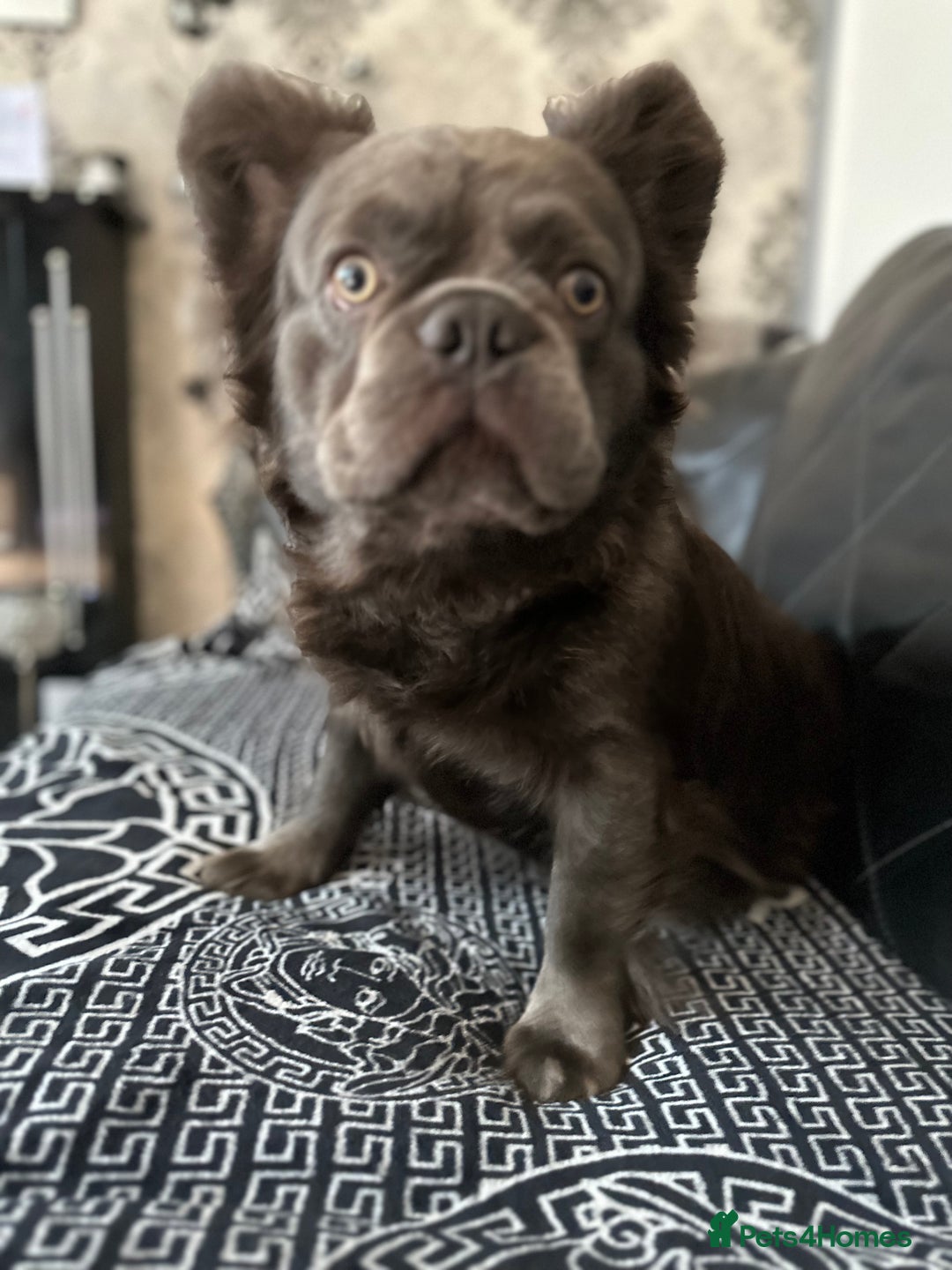 French Bulldog dogs for sale: Beautiful full fluffy French bulldog  - Advert 12
