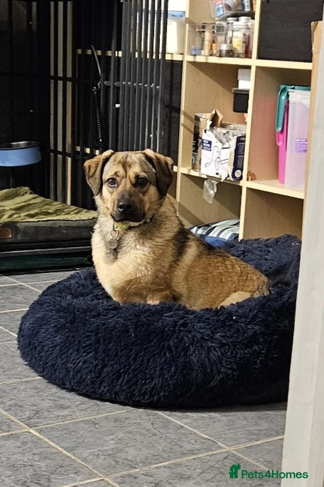 Mixed Breed dogs for adoption: Playful Philly - Advert 1