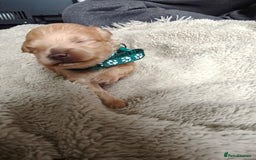 Maltipoo dogs for sale: F1B Toy Maltipoo  - Image 12