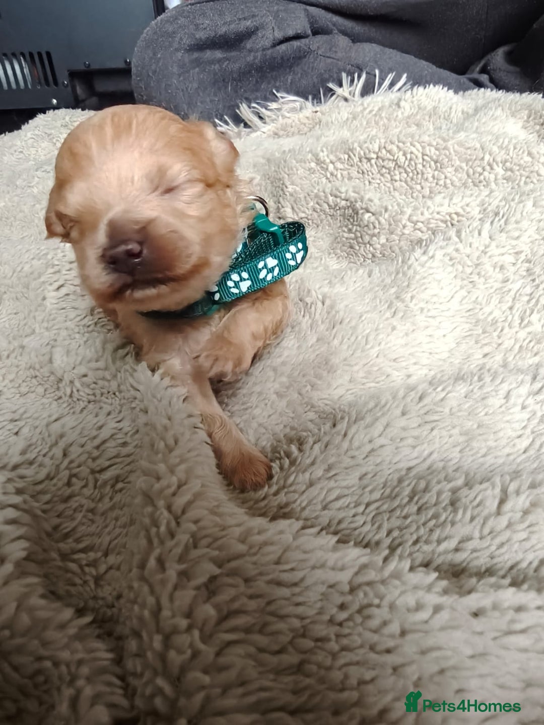 Maltipoo dogs for sale: F1B Toy Maltipoo  - Image 12