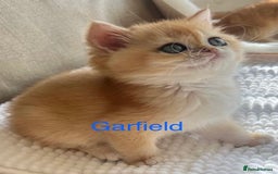 British Shorthair cats for sale: NY12 British Shorthair Kittens  - Image 2