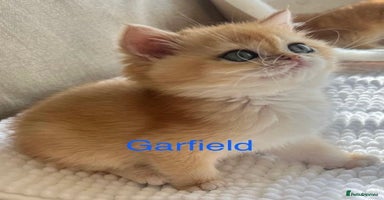 British Shorthair cats - Advert 4