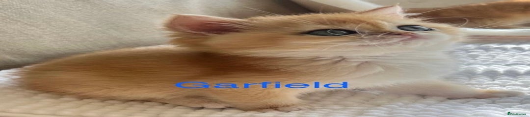 Garfield