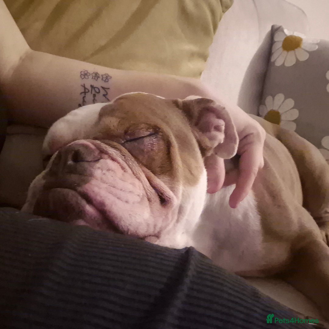 English Bulldog dogs for sale: English bulldog male - Image 10