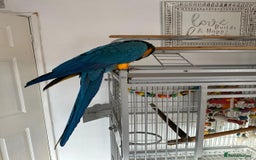 Macaws birds for sale: Blue and gold macaw 5 years old  - Image 12