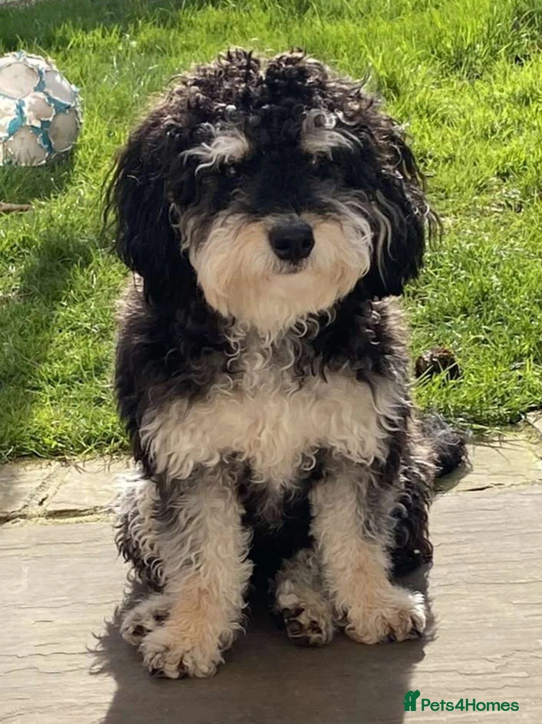 Poodle dogs for stud: 🏆PROVEN🏆sable miniature poodle health tested in Havant - Advert 38