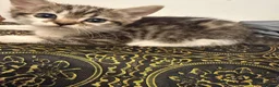 Mixed Breed cats for sale: 5 Scottish cross Kittens looking for a Home - Advert 9