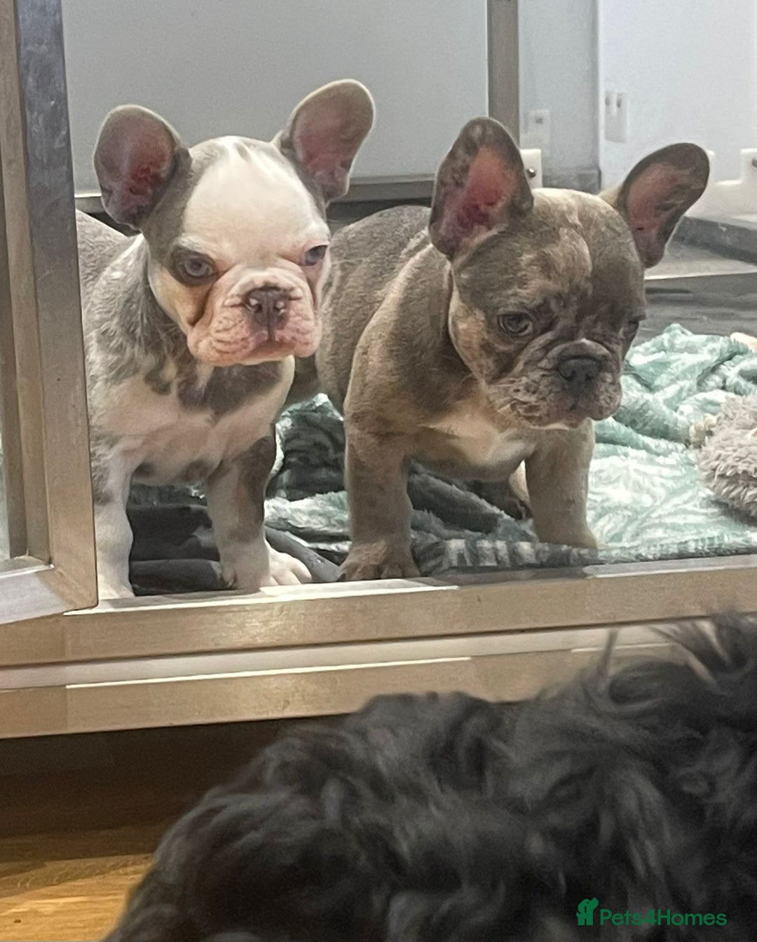 French Bulldog dogs for sale: fully vac Husky Panda Koi Frenchie=last 2ready now - Advert 4