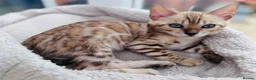 Bengal cats for sale: Price Heavily Reduced. Ready to Leave Now. TICA - Advert 2