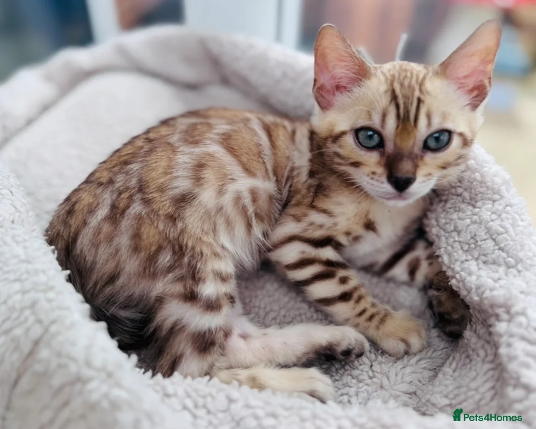 Bengal cats for sale: Price Heavily Reduced. Ready to Leave Now. TICA - Advert 2
