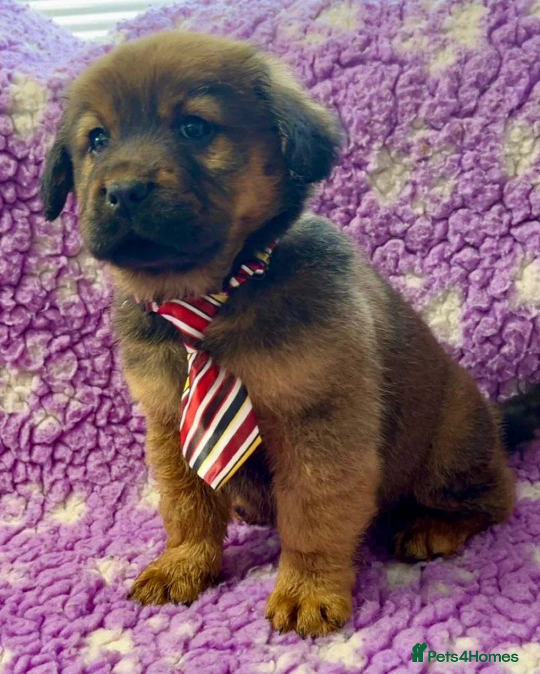Mixed Breed dogs for sale: 5 Gorgeous chow x cocker girls - Advert 18