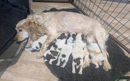 Cocker Spaniel dogs for sale: 2 x BOYS - KC Reg Working Cocker Spaniels - Image 17