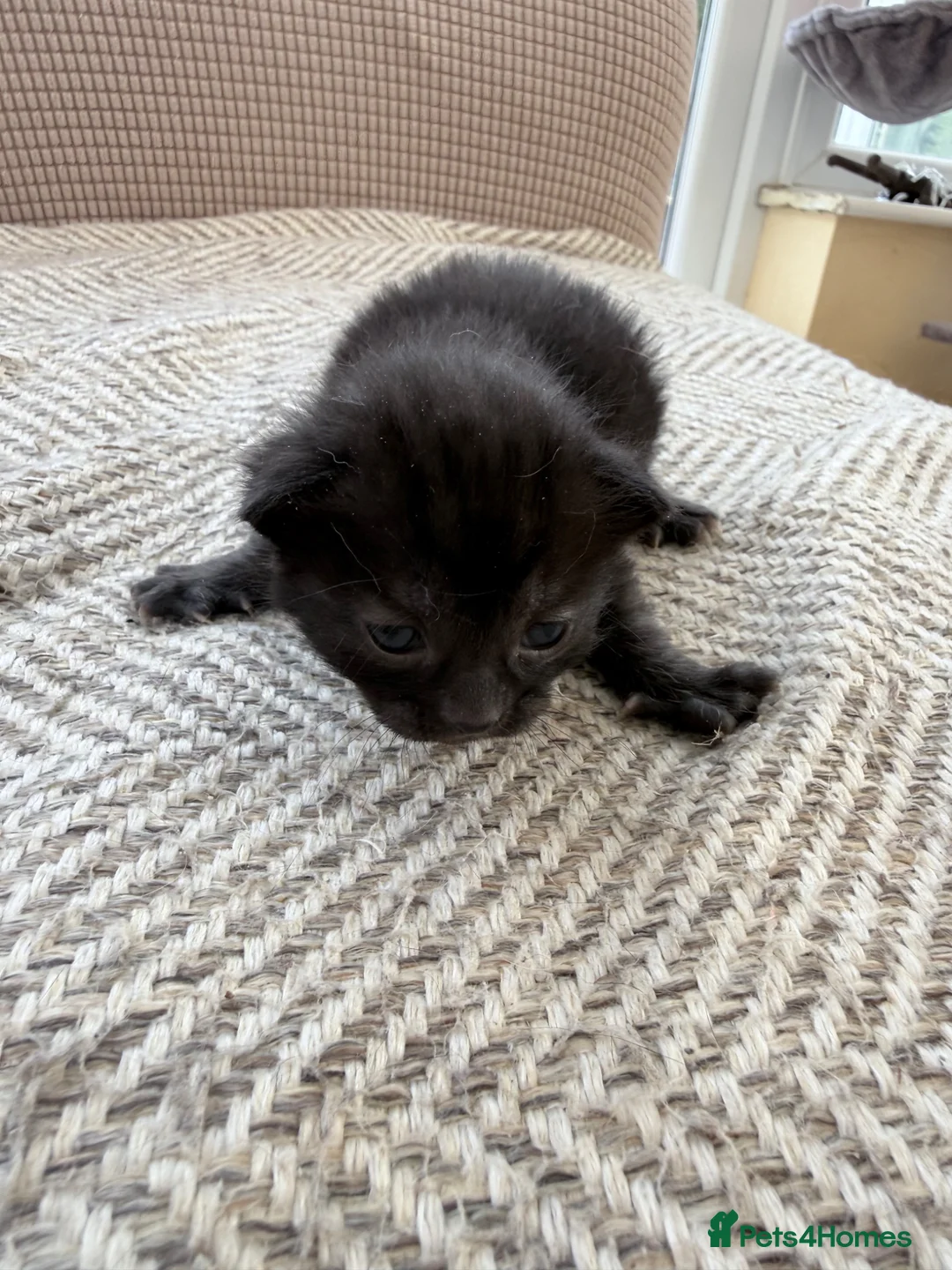 Mixed Breed cats for sale: Three beautiful kittens - loving homes only - Advert 7