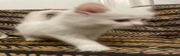 Mixed Breed cats for sale: Half Persian kittens for sale  - Advert 11