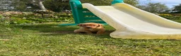 Labrador Retriever dogs for sale: KC Reg Fox Red Labrador Puppies - Advert 2