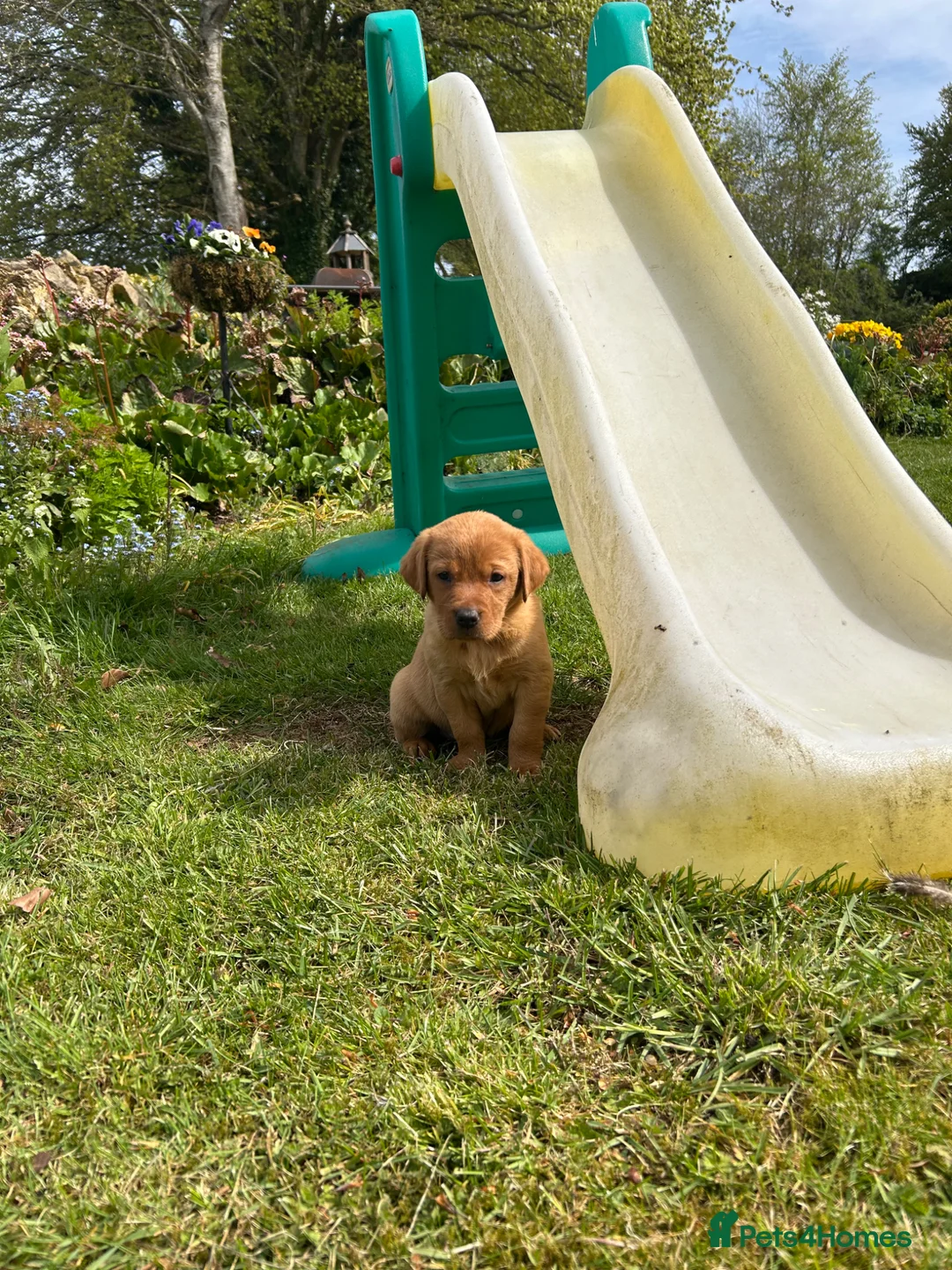 Labrador Retriever dogs for sale: KC Reg Fox Red Labrador Puppies - Advert 2