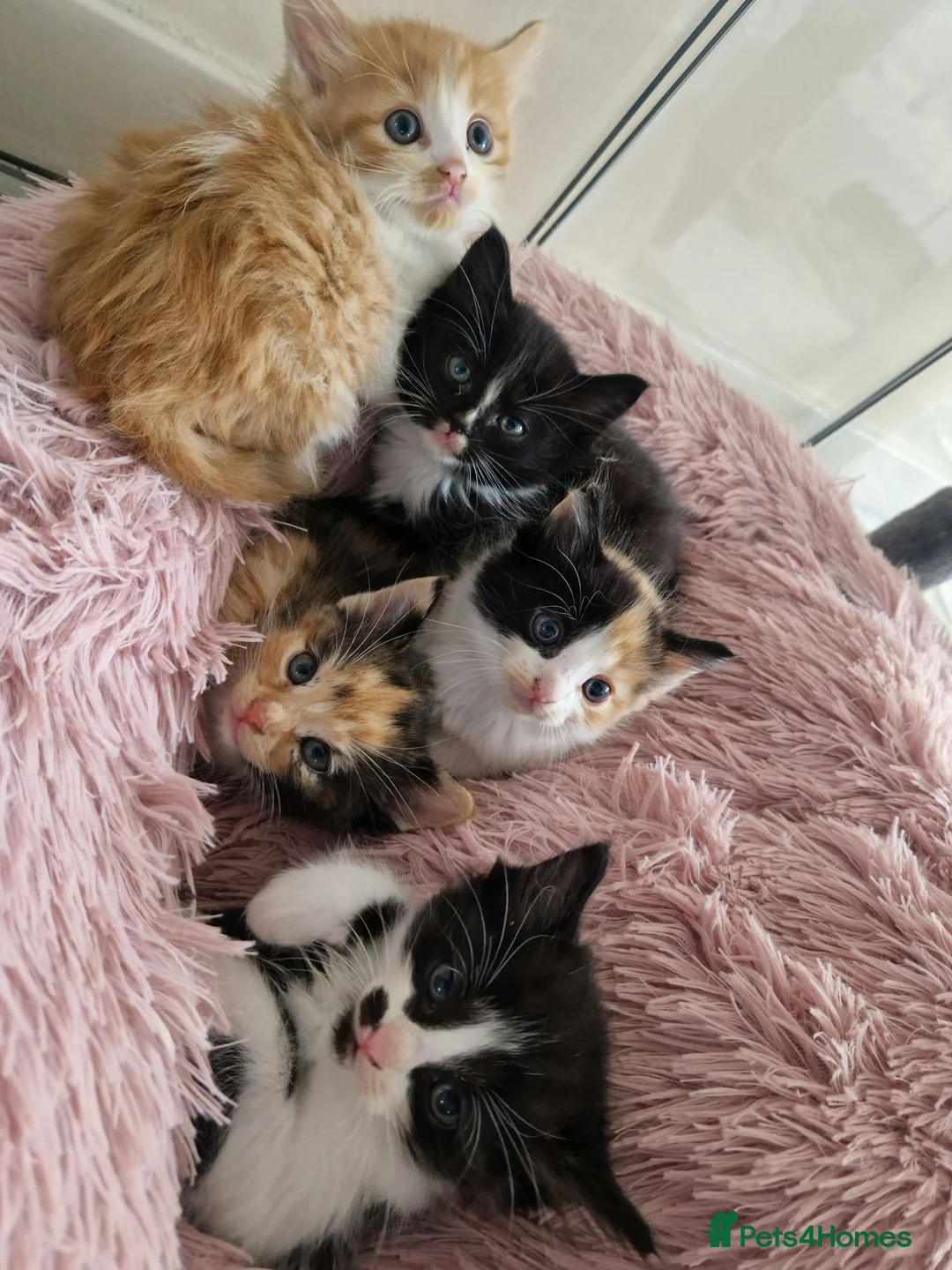 Mixed Breed cats for sale: Kittens looking for a home  - Advert 8