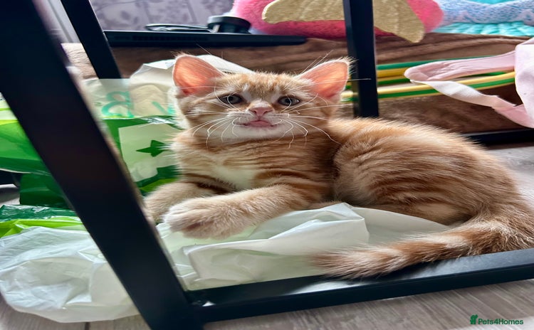 Domestic Shorthair cats - Advert 2