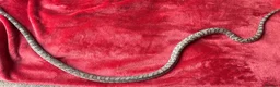 Corn Snake reptiles for sale: Gorgeous Cinder Corn Snake and full set up in Andover - Advert 6