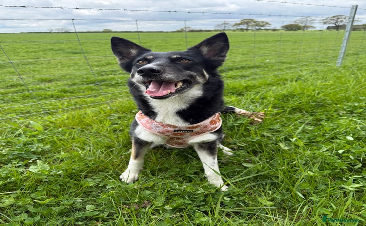 Mixed Breed dogs - Advert 1
