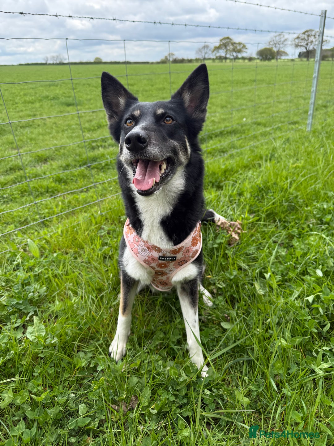 Mixed Breed dogs for sale: 3 husky girls looking for new homes  - Image 1