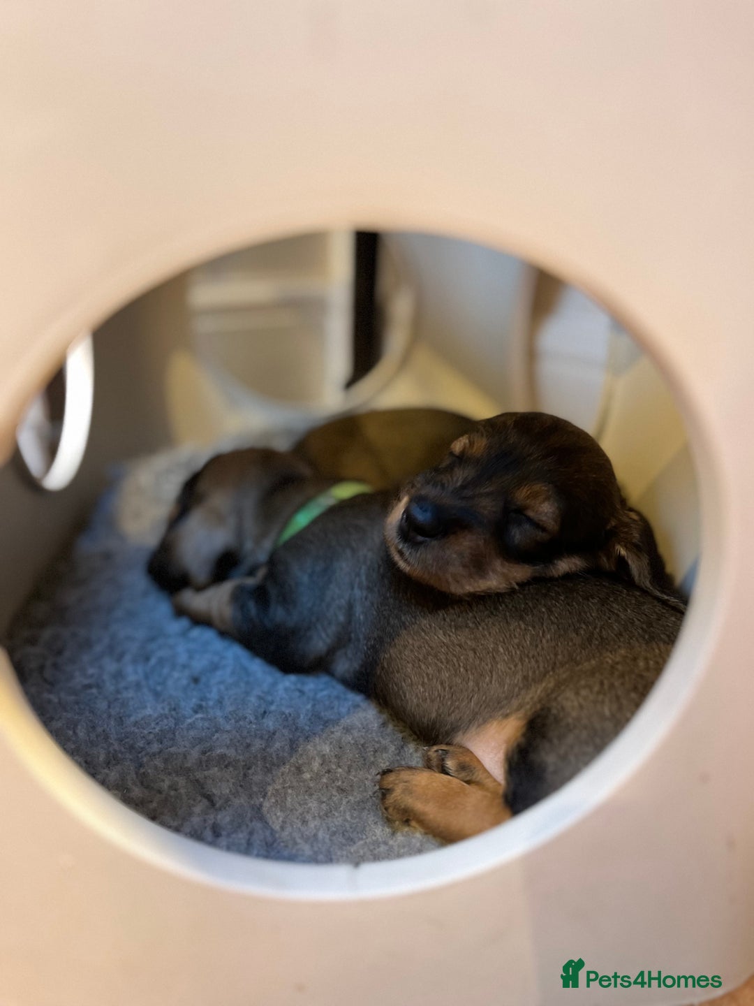 Dachshund dogs for sale: Standard Wire Haired Dachshund puppies - Advert 4