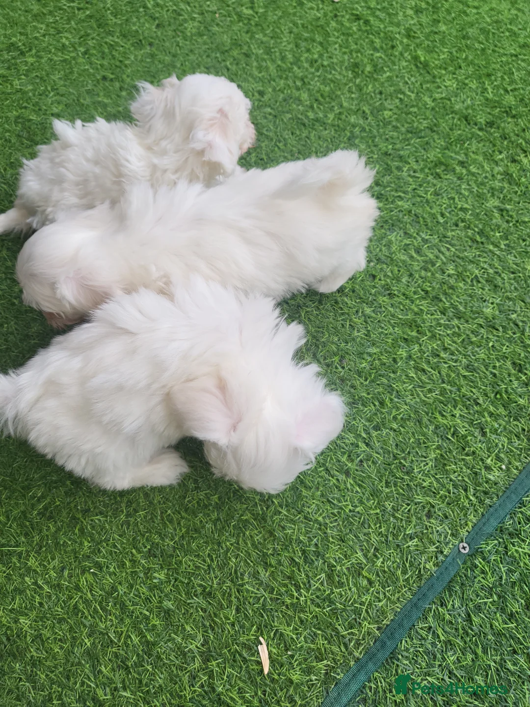 Maltese dogs for sale: Maltese small size in London - Advert 2