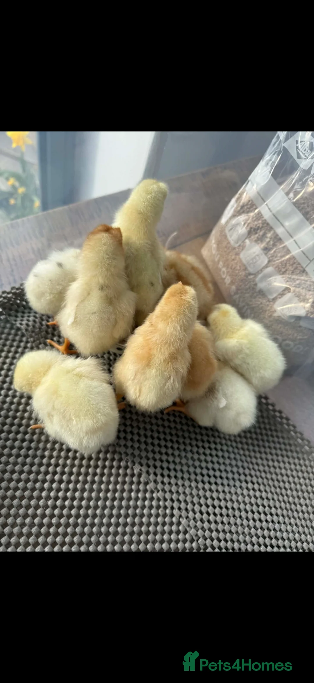 Chickens poultry for sale: Hybrid nova browns - Advert 1