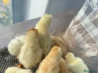 Chickens poultry Hybrid nova browns - Advert 16