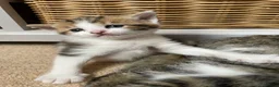 Mixed Breed cats for sale: Ready to leave: 9 weeks old-Tabby kittens  - Advert 12