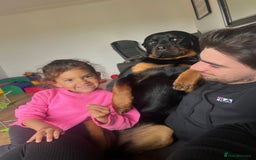Rottweiler dogs for sale: Kia rotty - Image 3