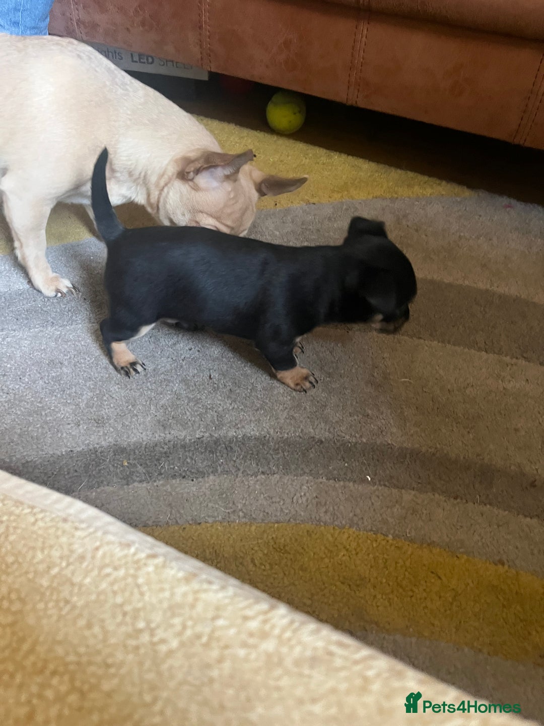 Chihuahua dogs for sale: Chi puppy - Advert 2