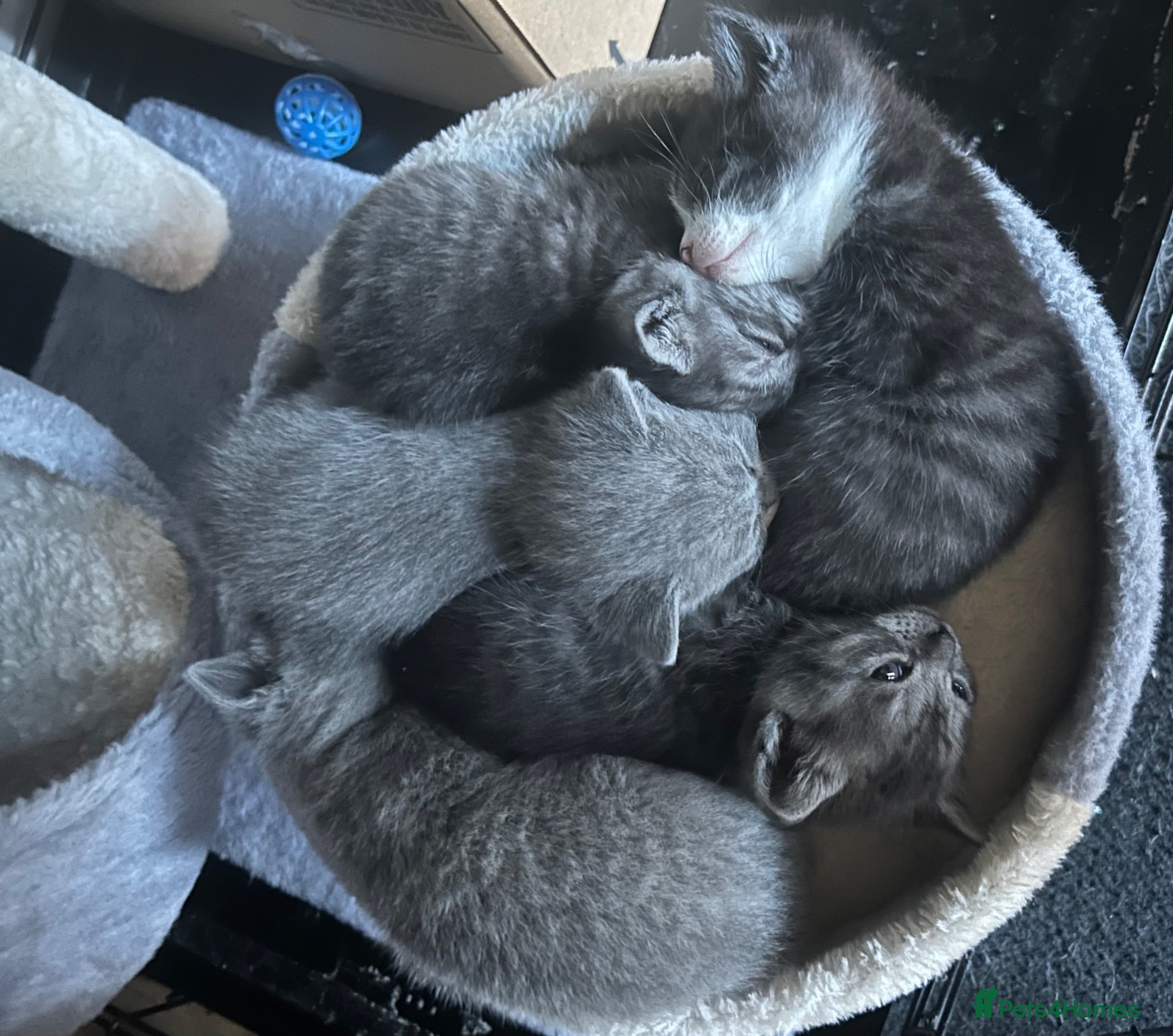 Mixed Breed cats 5 BEAUTIFUL KITTENS  - Advert 1