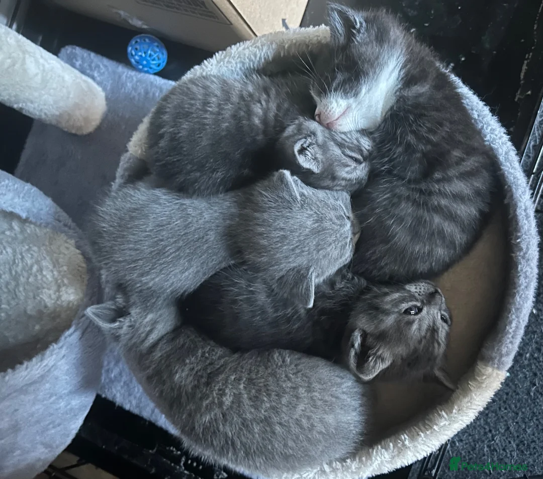 Mixed Breed cats for sale: 5 BEAUTIFUL KITTENS  in Derby - Advert 1