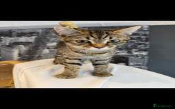 Scottish Fold cats for sale: Scottish Fold Kittens Variety of Colours - Image 12