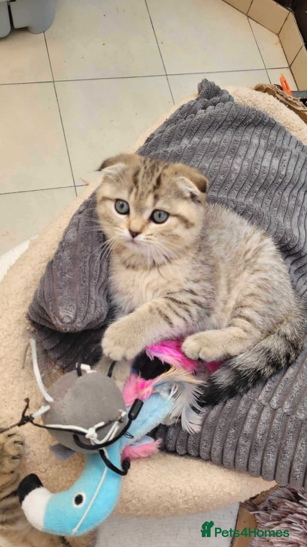 Scottish Fold cats for sale: Scottish fold Girl  - Advert 19