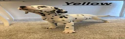 Dalmatian dogs for sale: 5 gen KC Dalmatians AVAILABLE NOW - Advert 29