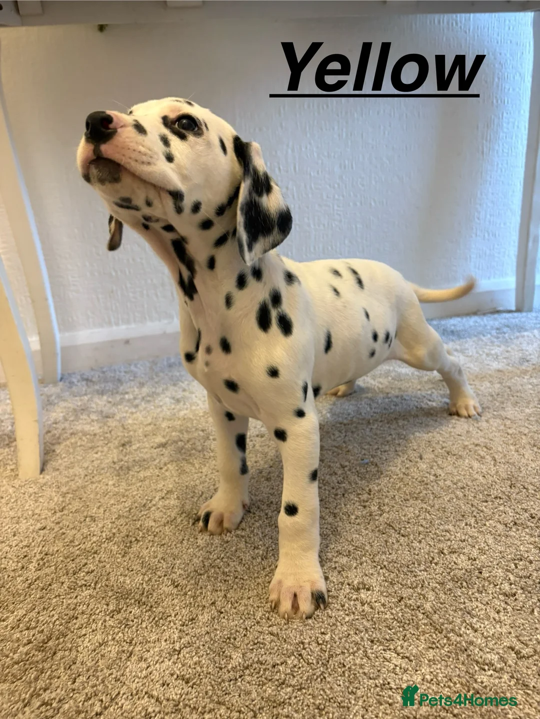 Dalmatian dogs for sale: 5 gen KC Dalmatians AVAILABLE NOW - Advert 29