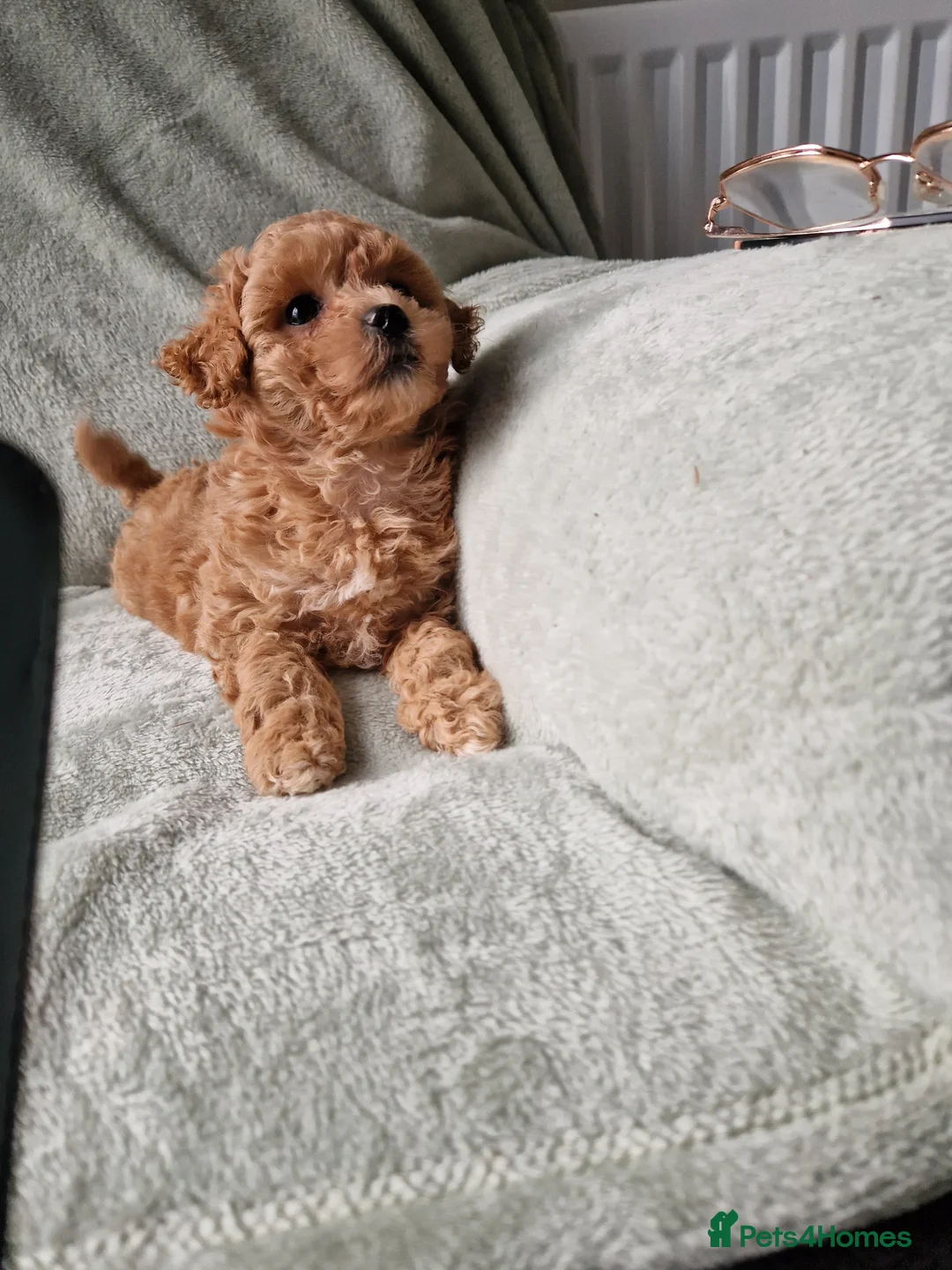 Maltipoo dogs for sale: Absolutely stunning maltipoo puppies  - Advert 2