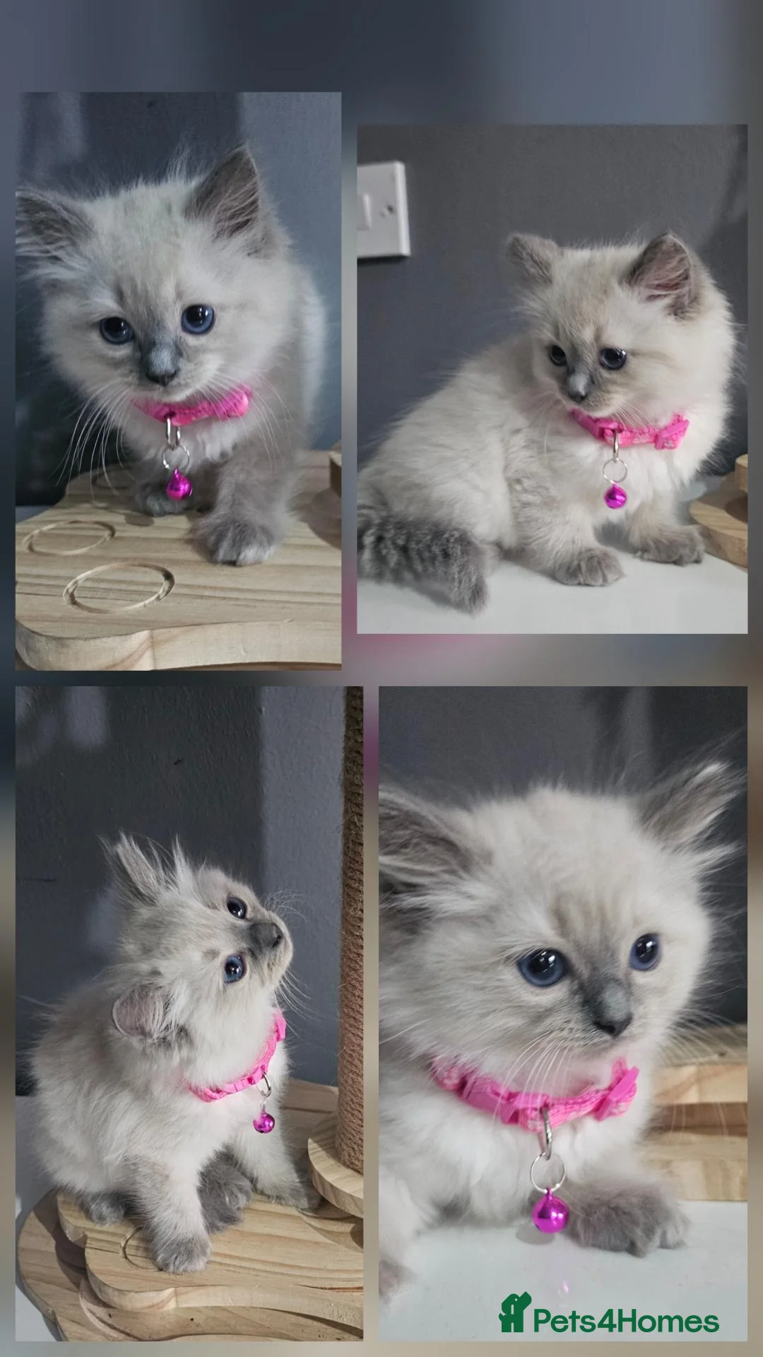 Ragdoll cats for sale: 6 Stunning Ragdoll Kittens Champion Bloodline - Advert 17