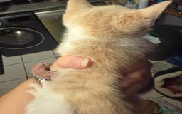 British Shorthair cats for sale: 2 girls +1 boy kitten ready to leave straight away - Image 2