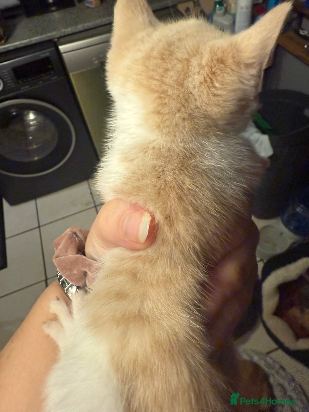 British Shorthair cats for sale: 2 girls +1 boy kitten ready to leave straight away - Image 2