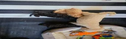 Cavapoo dogs for sale: F1 CAVAPOO PUPS - Advert 2