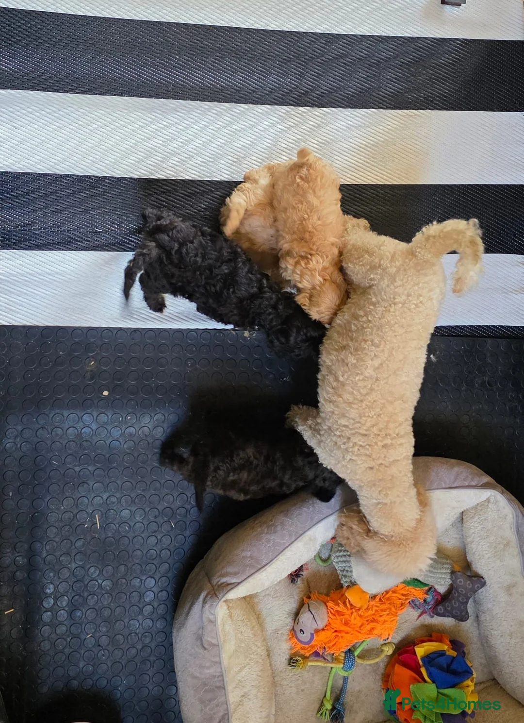 Cavapoo dogs for sale: F1 CAVAPOO PUPS - Advert 2