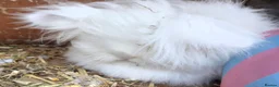 Angora rabbits for sale:  Super fluffy baby teddywidders  - Advert 12