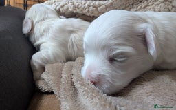 Maltese dogs for sale: Maltese male - Image 4
