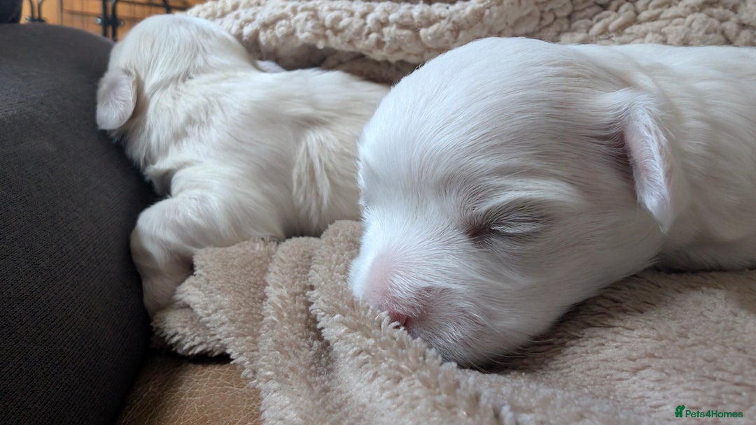 Maltese dogs for sale: Maltese male - Image 4