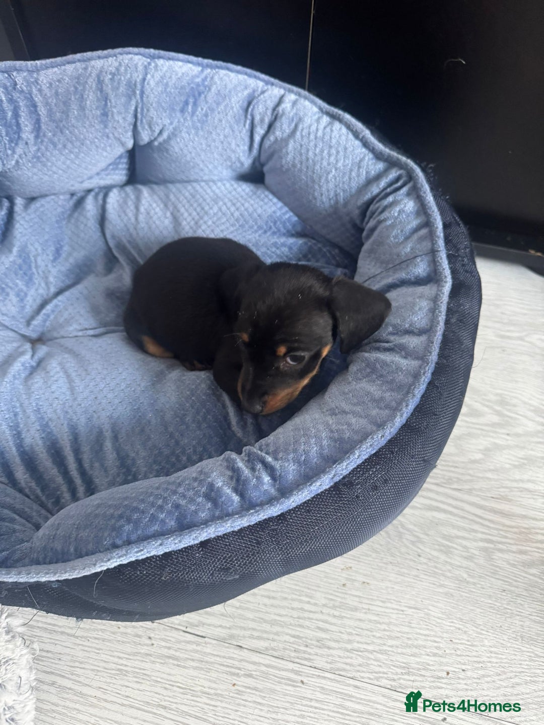 Chihuahua dogs for sale: Miniature dashshund Only 8 weeks old - Image 7