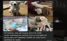 Golden Retriever dogs for sale: Adorable Golden Retriever Puppies  - Image 18