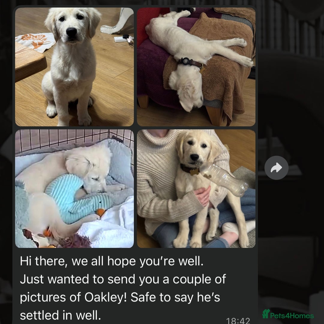Golden Retriever dogs for sale: Adorable Golden Retriever Puppies  - Image 18